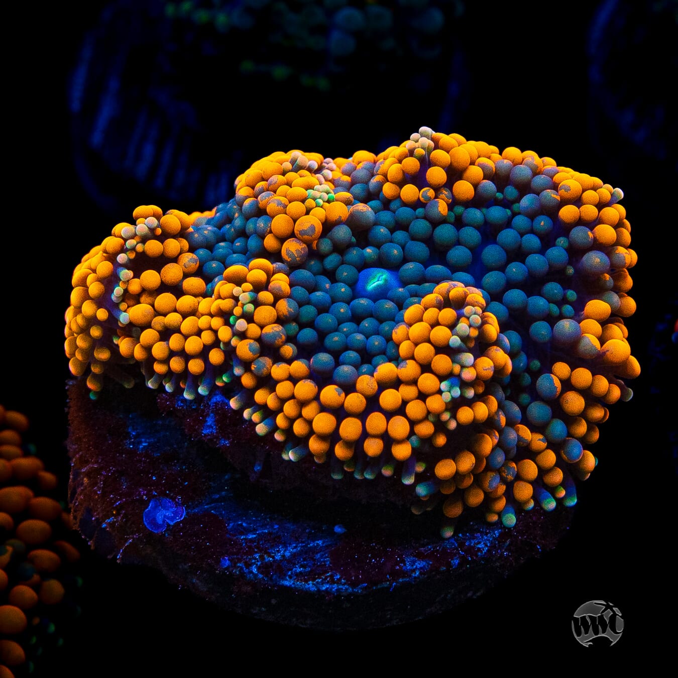 Serendipity Ricordea Mushroom