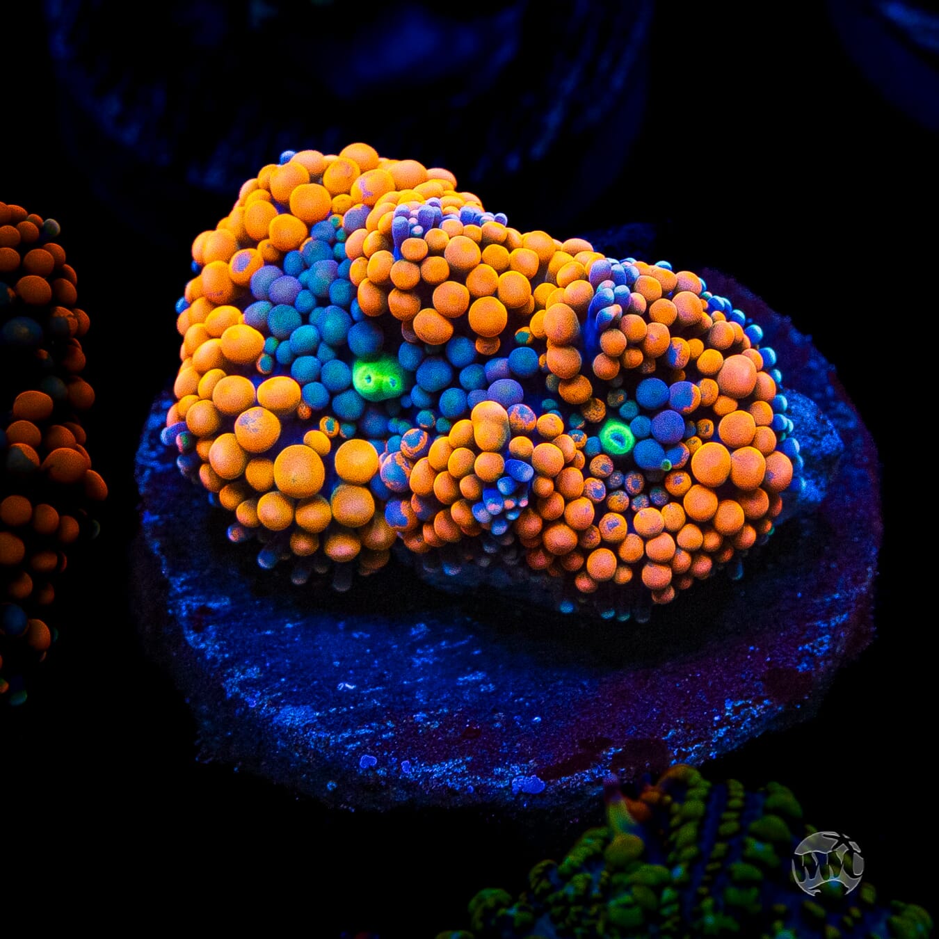 Blueberries and Oranges Ricordea Mushroom