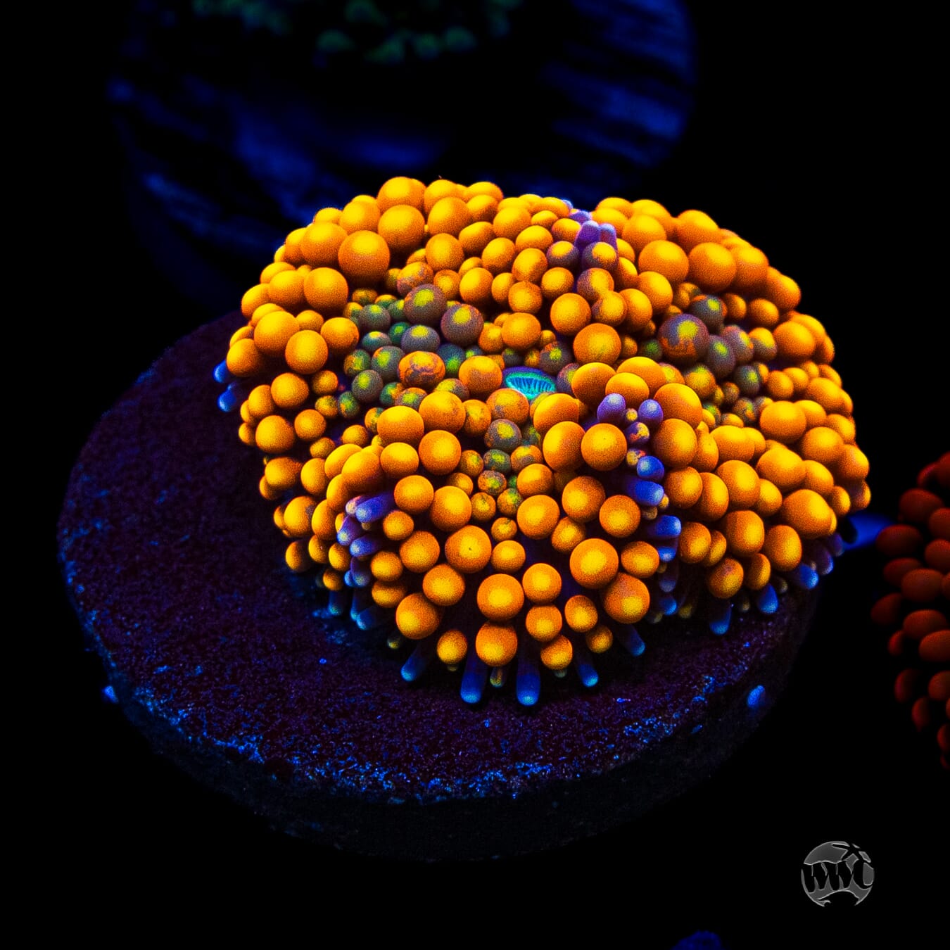 Fresh Squeezed Ricordea Mushroom