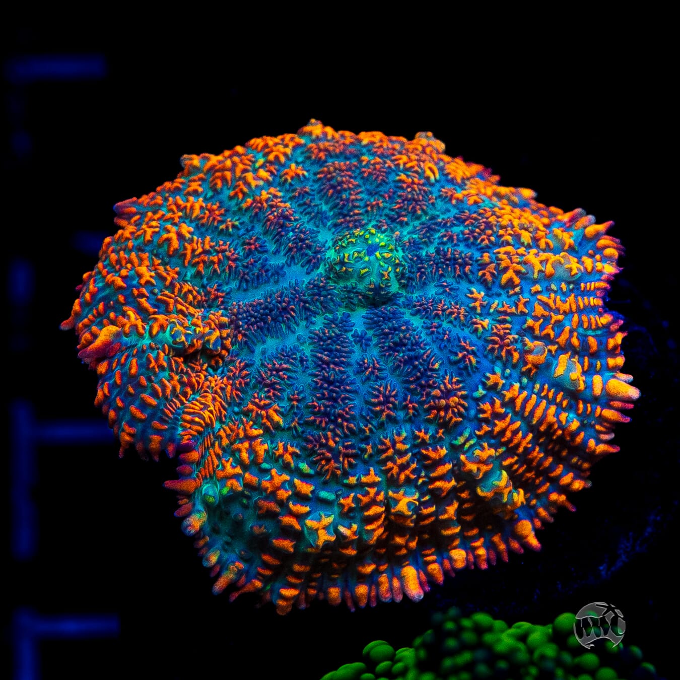 Maui Sunrise Rhodactis Mushroom