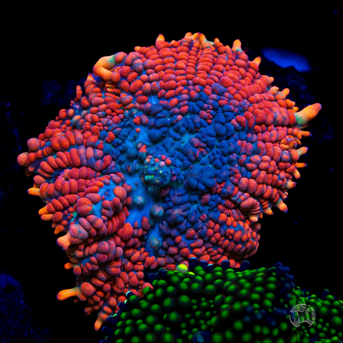 WWC King Julius Rhodactis Mushroom