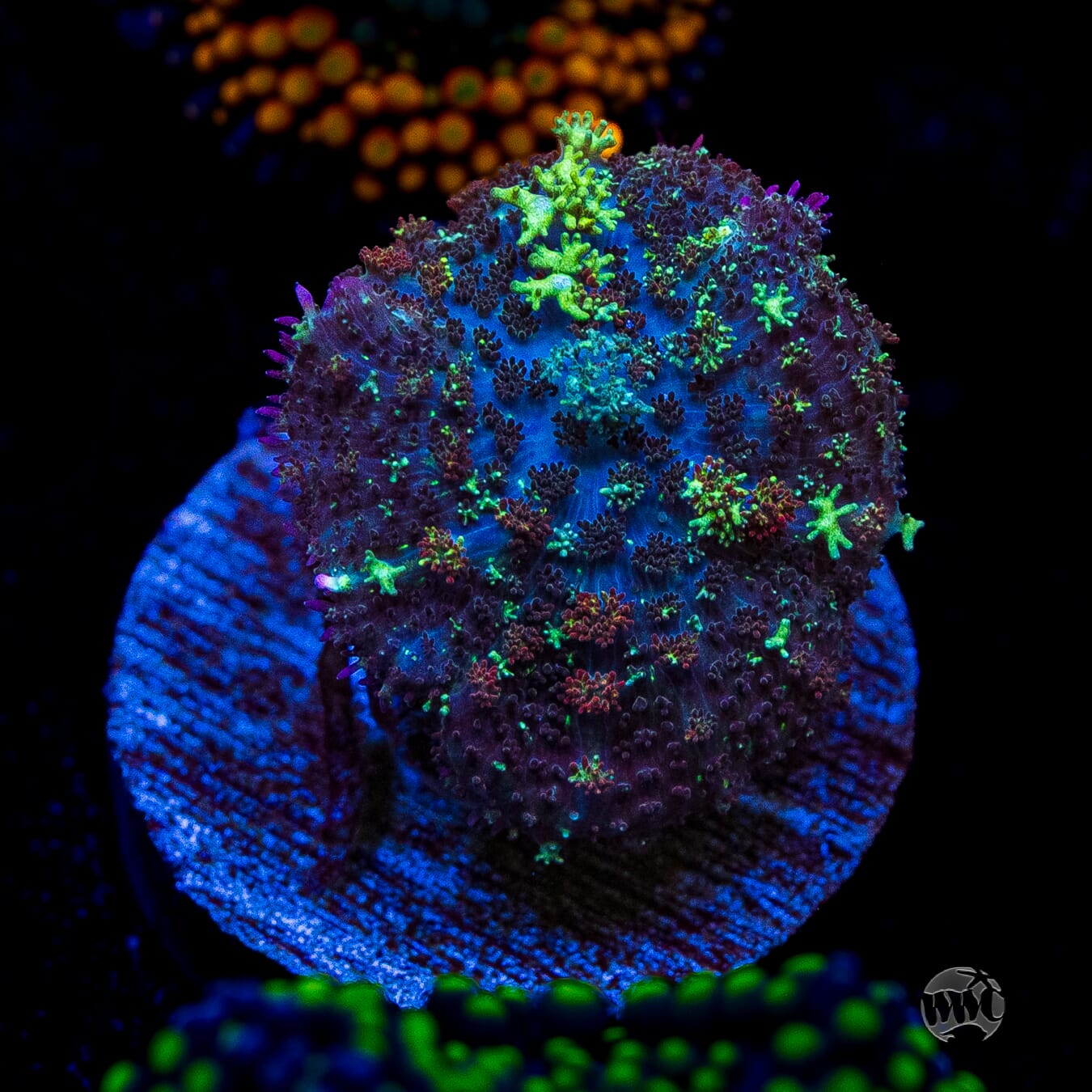 Fuzzy Wuzzy Carpet Rhodactis Mushroom