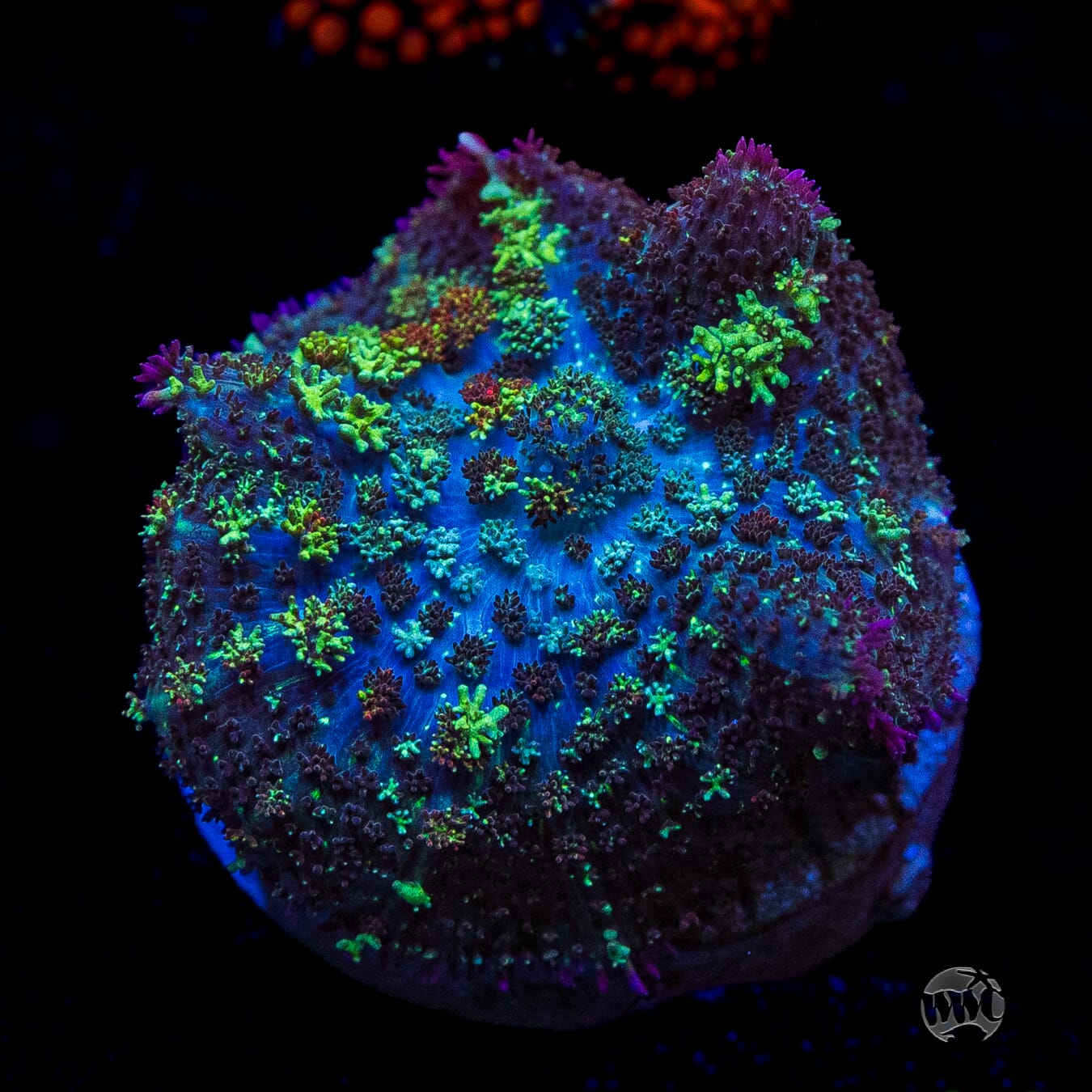 Fuzzy Wuzzy Carpet Rhodactis Mushroom