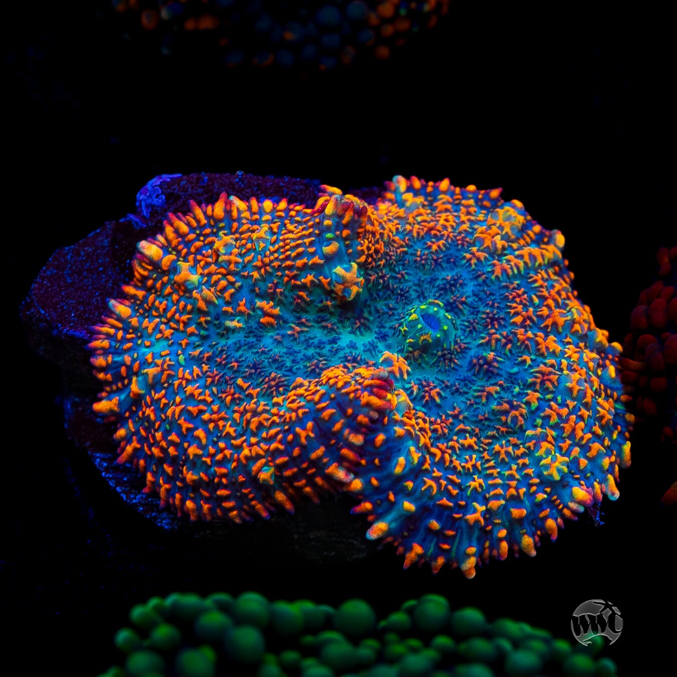 Maui Sunrise Rhodactis Mushroom