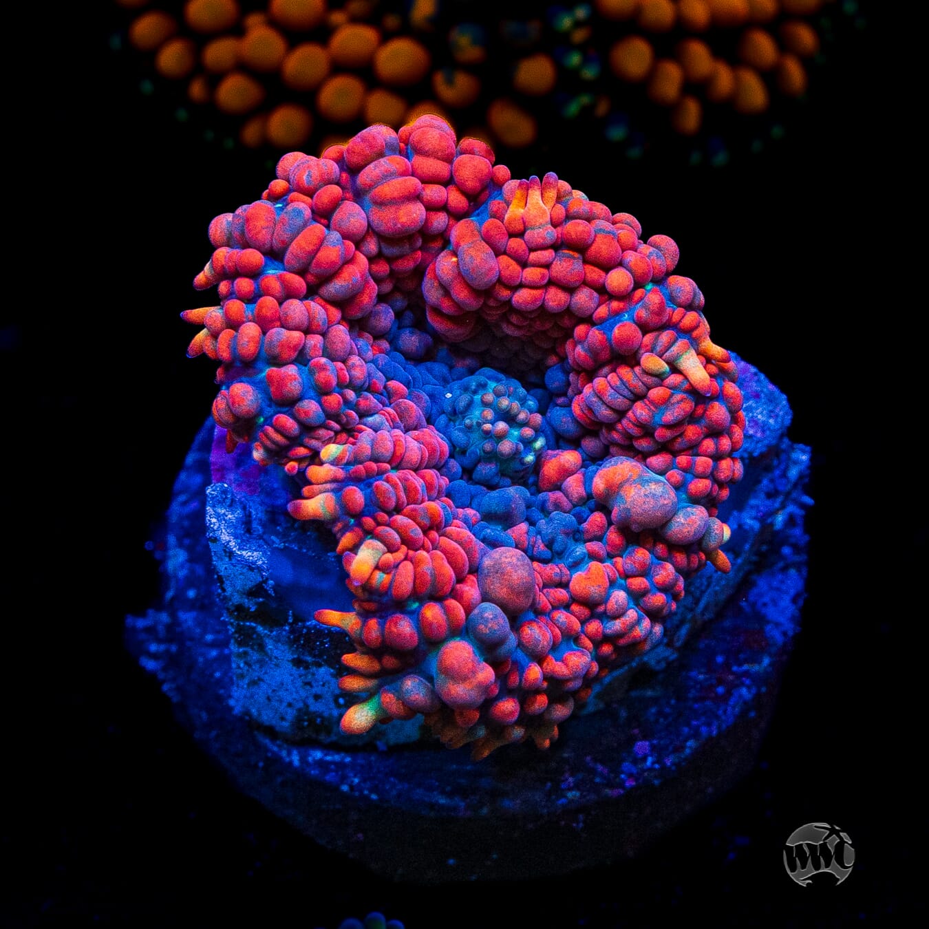 WWC King Julius Rhodactis Mushroom