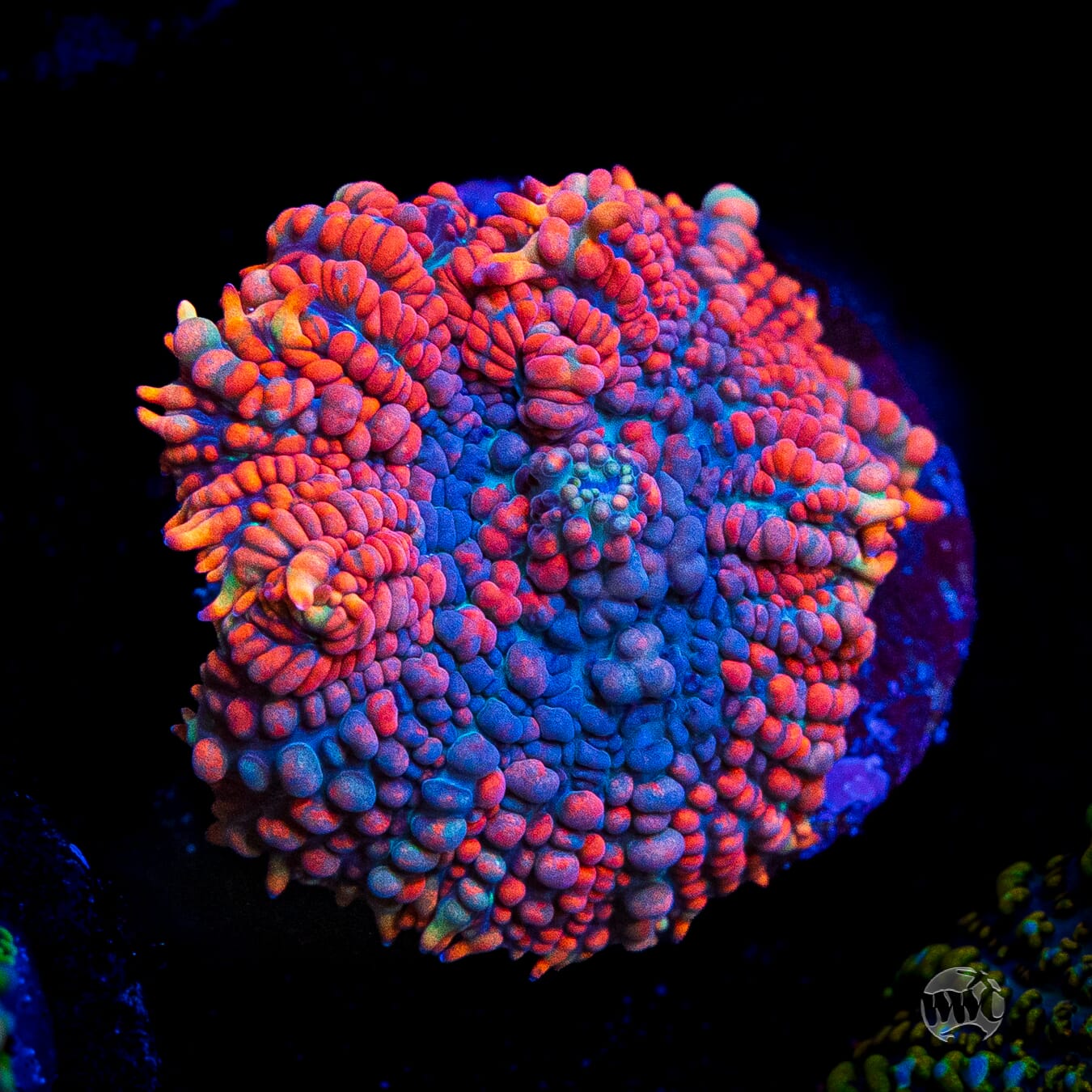 WWC King Julius Rhodactis Mushroom