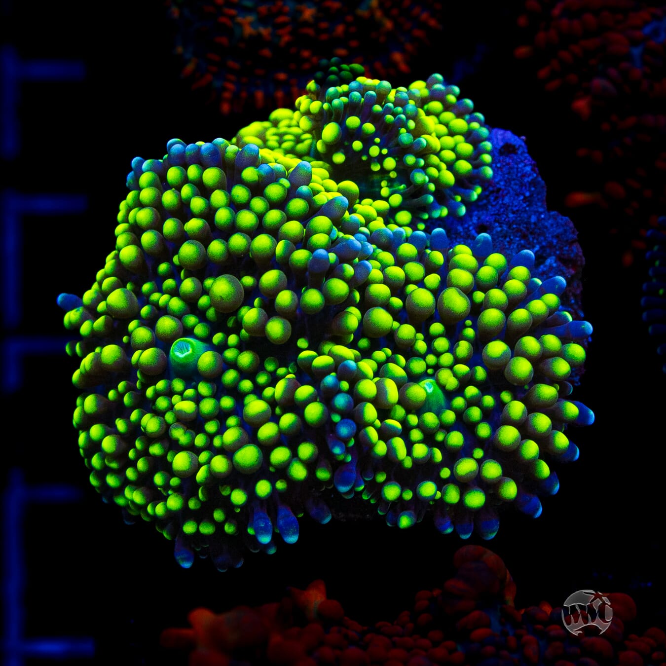 Nuclear Neon Ricordea Mushroom