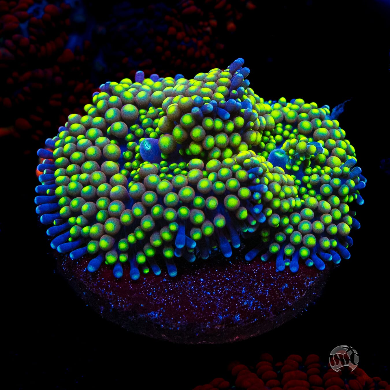 Nuclear Neon Ricordea Mushroom