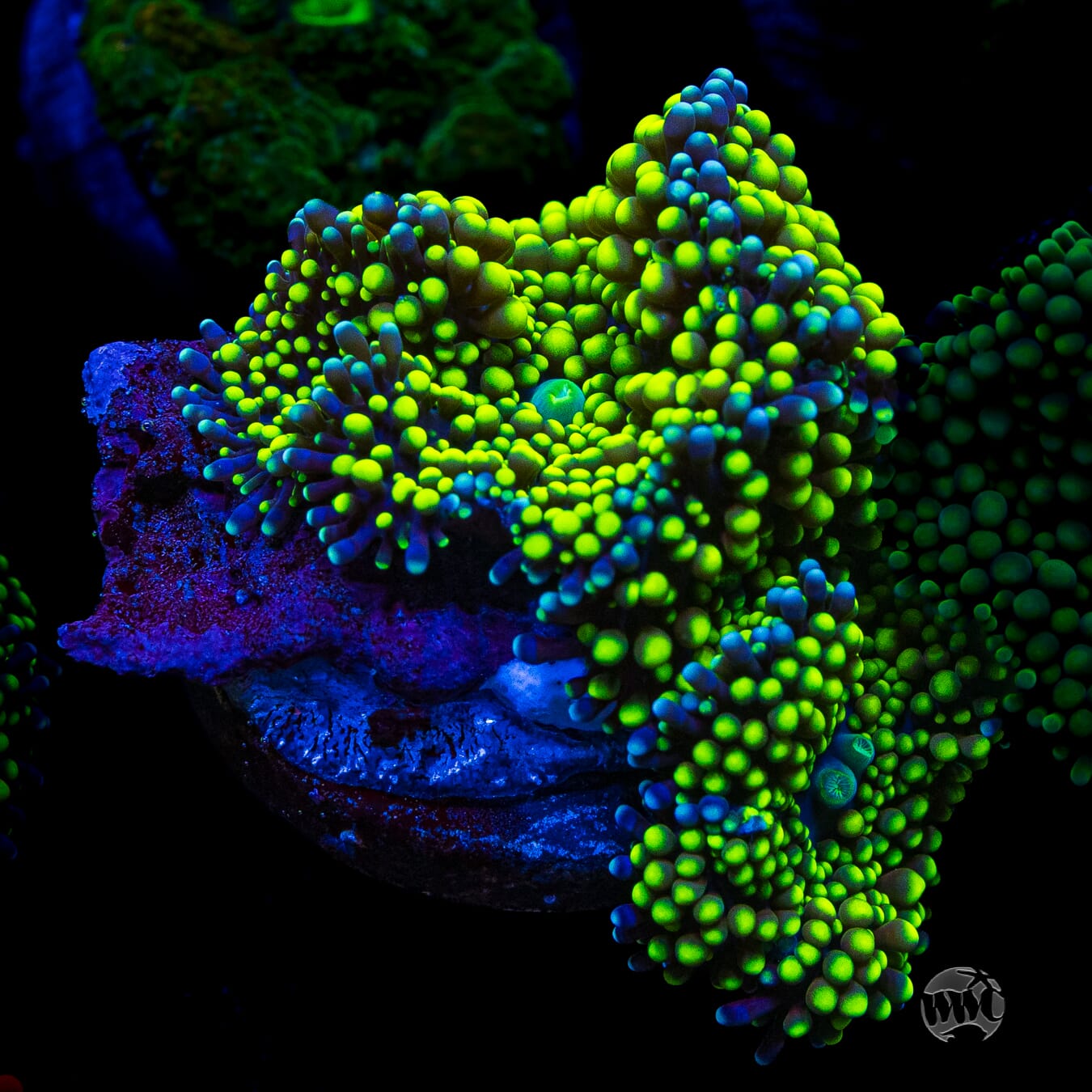 Nuclear Neon Ricordea Mushroom