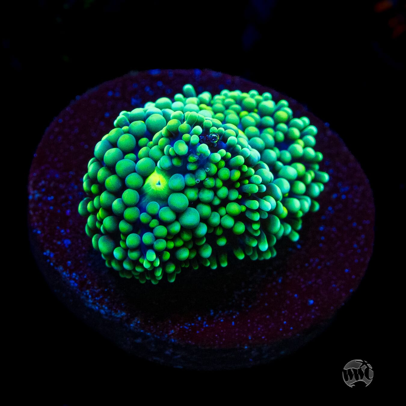 Sour Willy Ricordea Mushroom