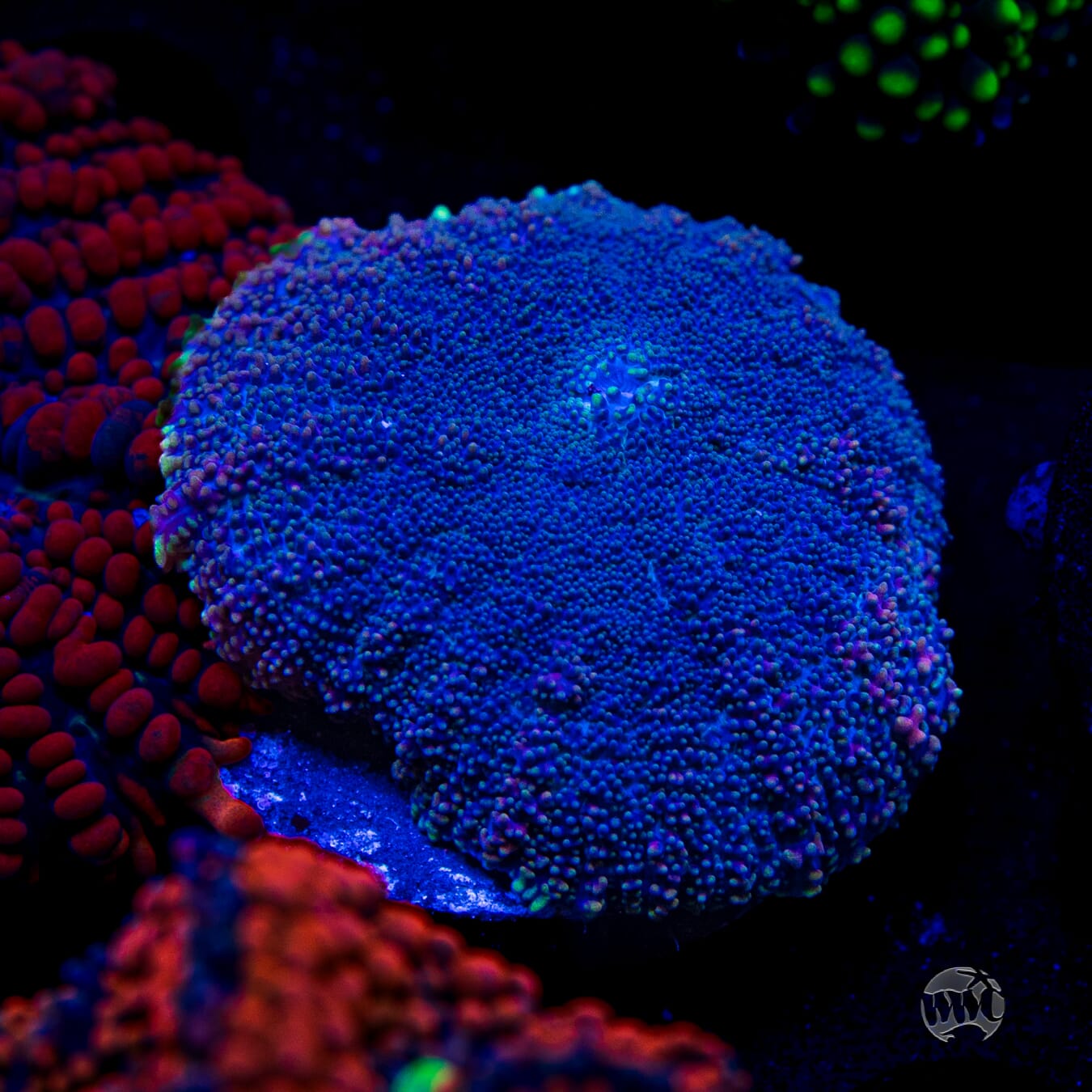 Purple Haze Rhodactis Mushroom