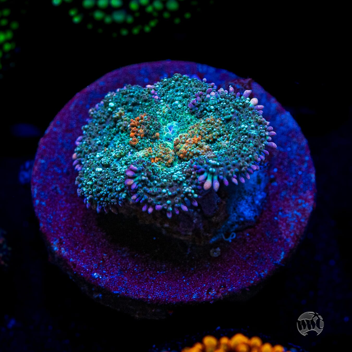 Frozen Fury Carpet Rhodactis Muhroom
