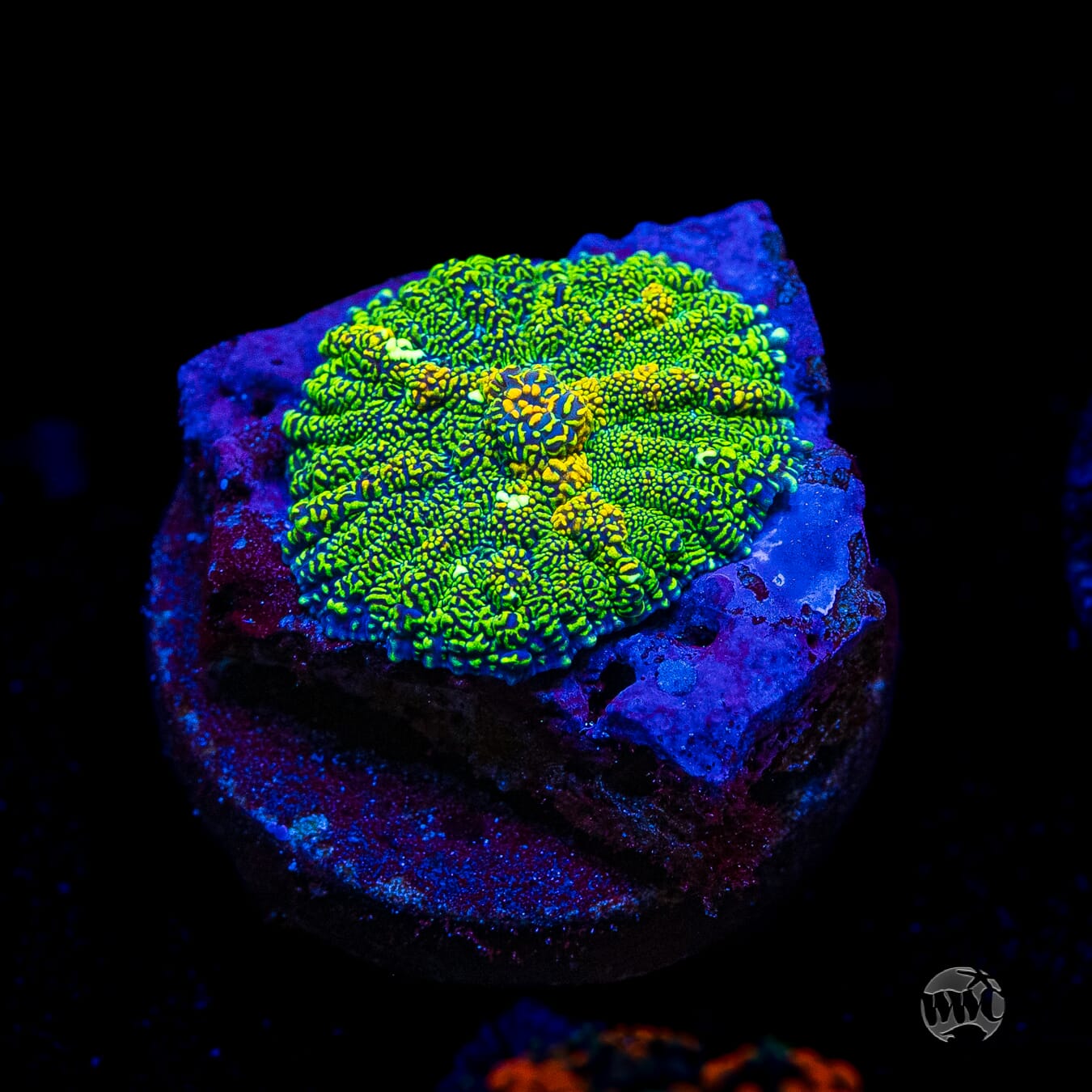 Icarus Rhodactis Mushroom