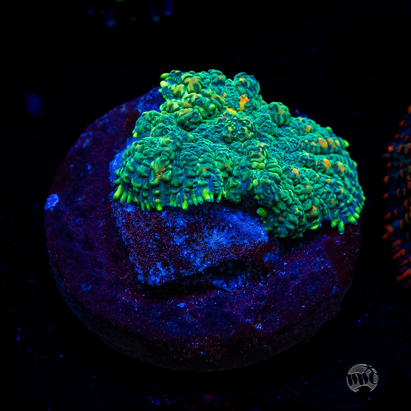 Citrus Grove Rhodactis Mushroom