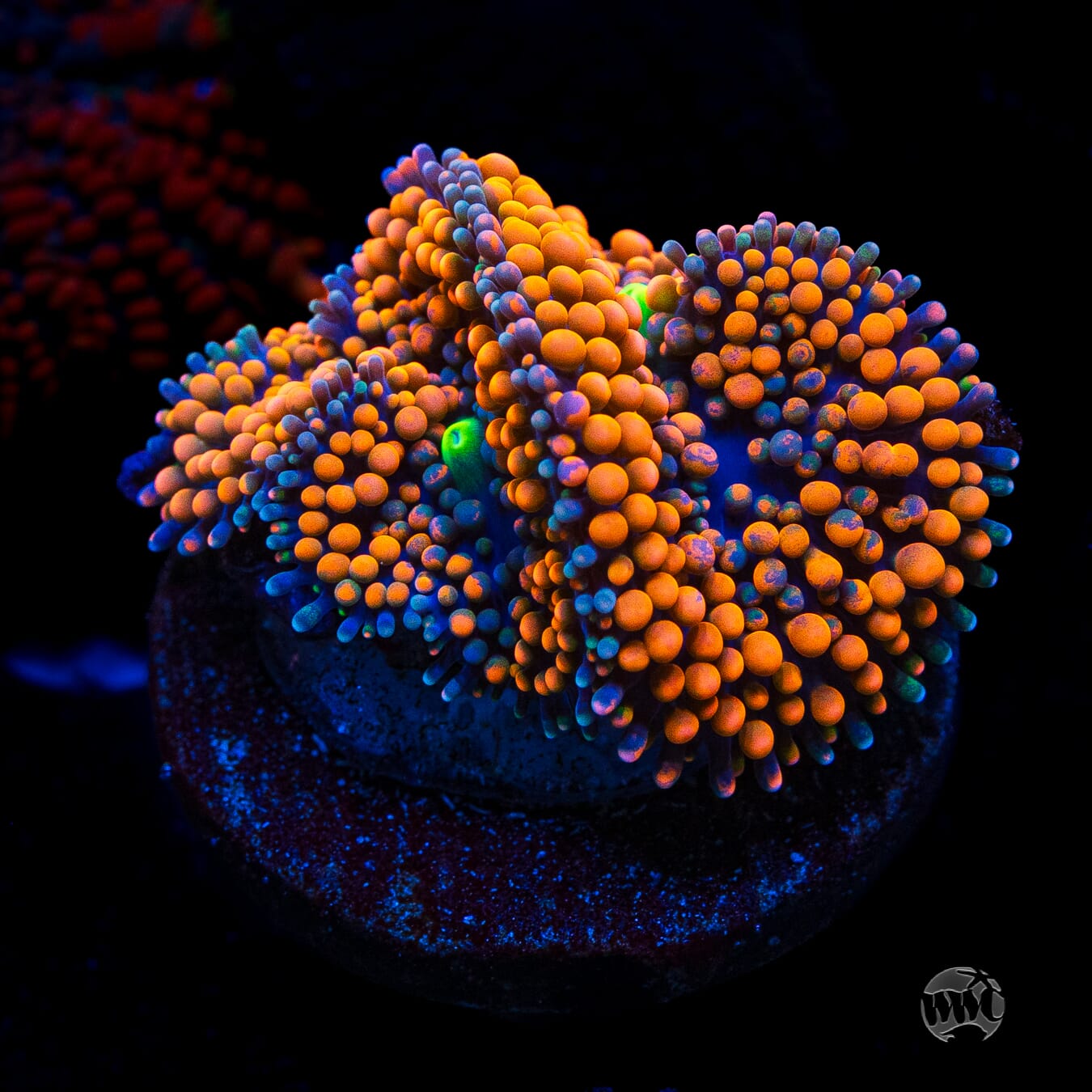 Citrus Cooler Ricordea Mushroom