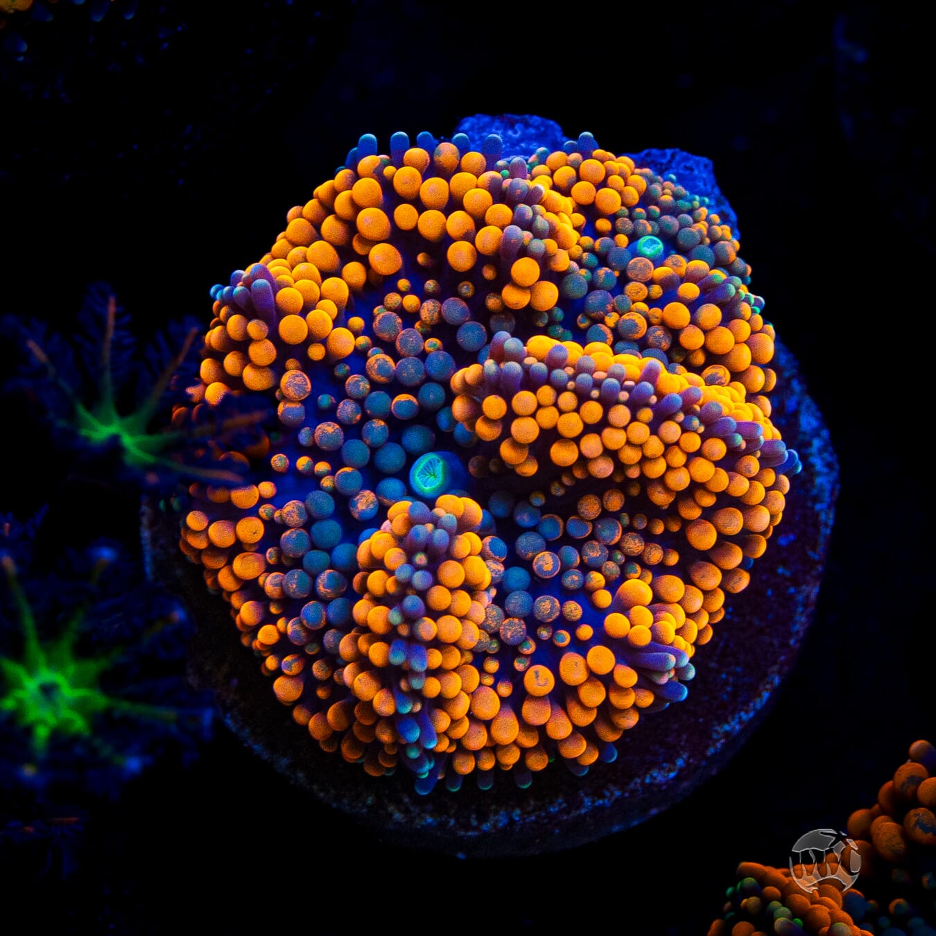 Blueberries and Oranges Ricordea Mushroom