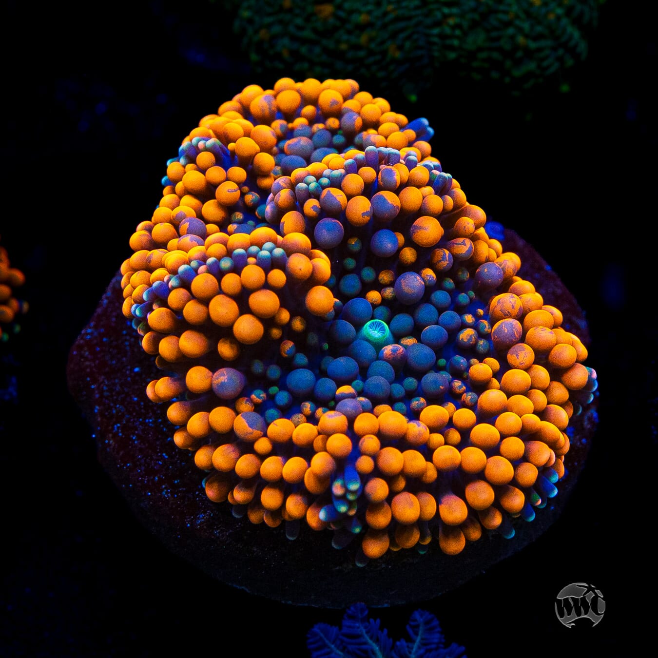Citrus Cooler Ricordea Mushroom