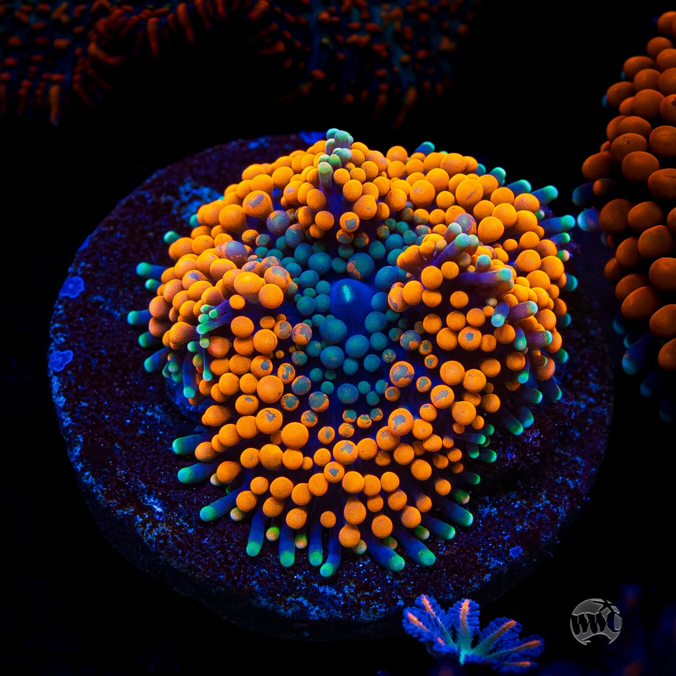 Serendipity Ricordea Mushroom