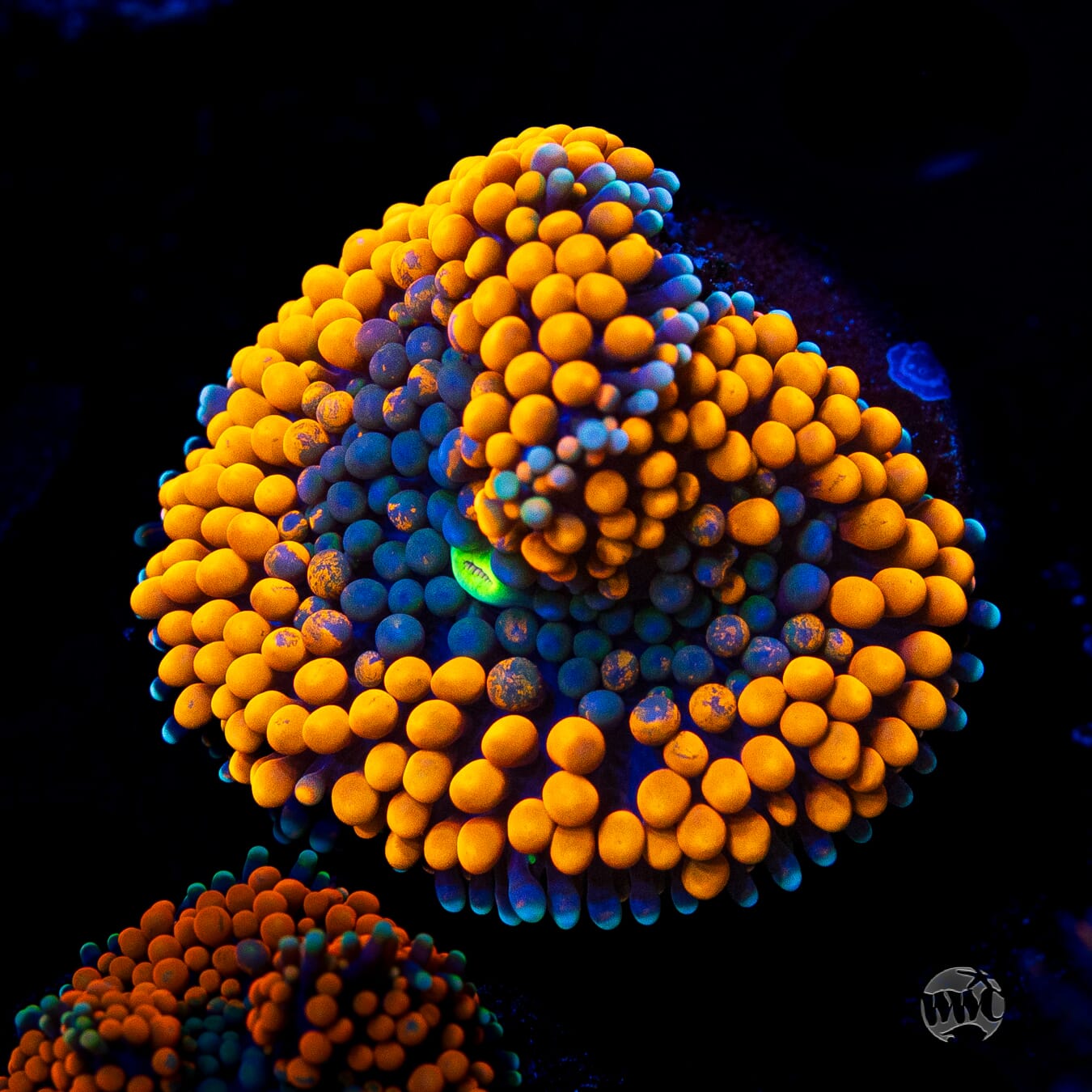 Citrus Cooler Ricordea Mushroom