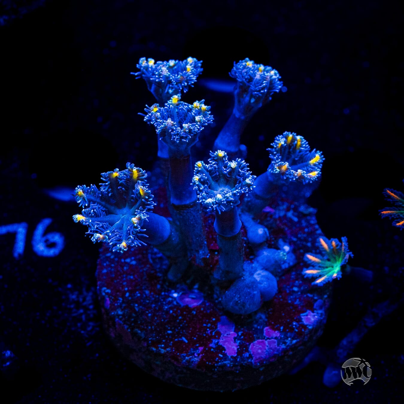 Lemon Tipped Clove Polyps