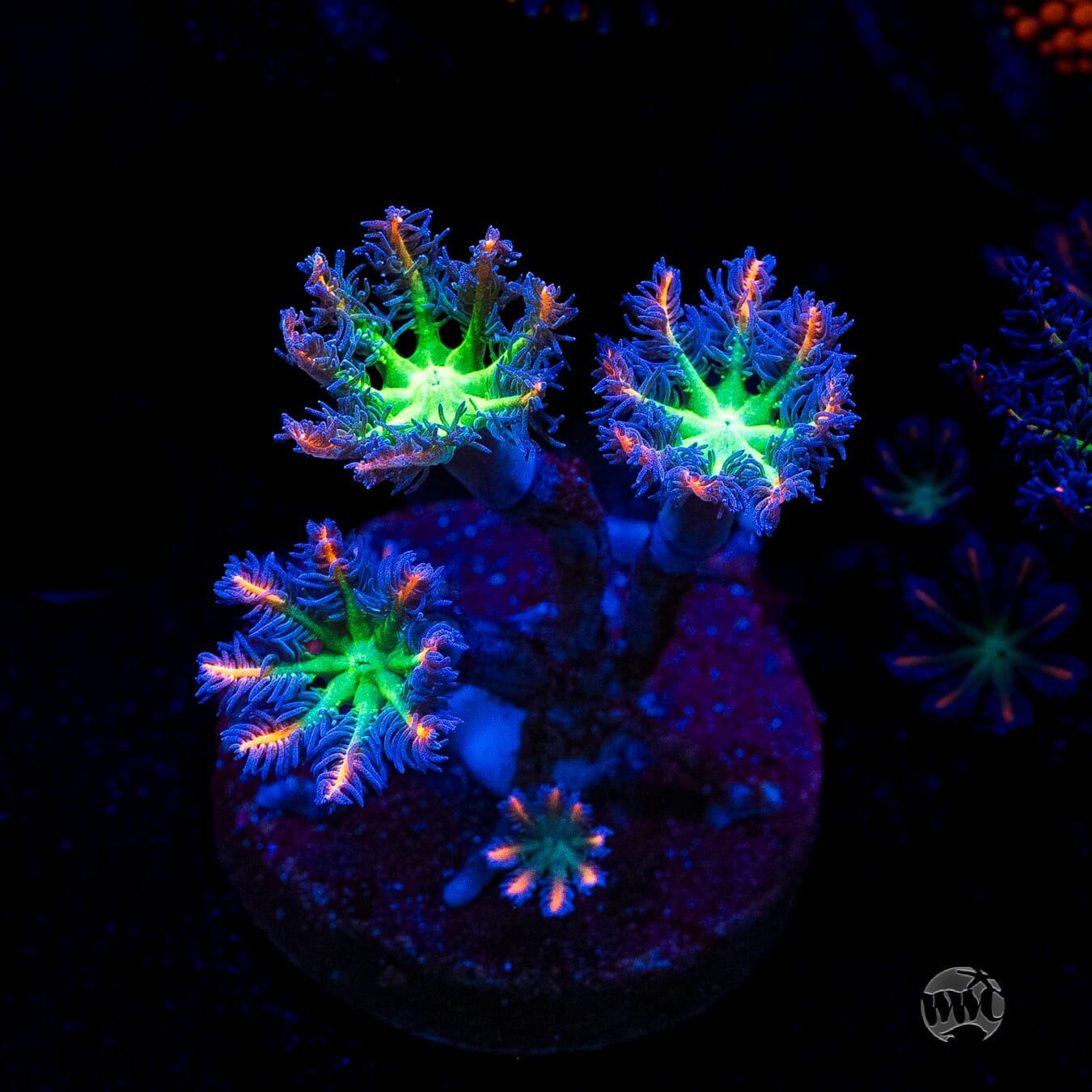 WWC Firework Clove Polyps