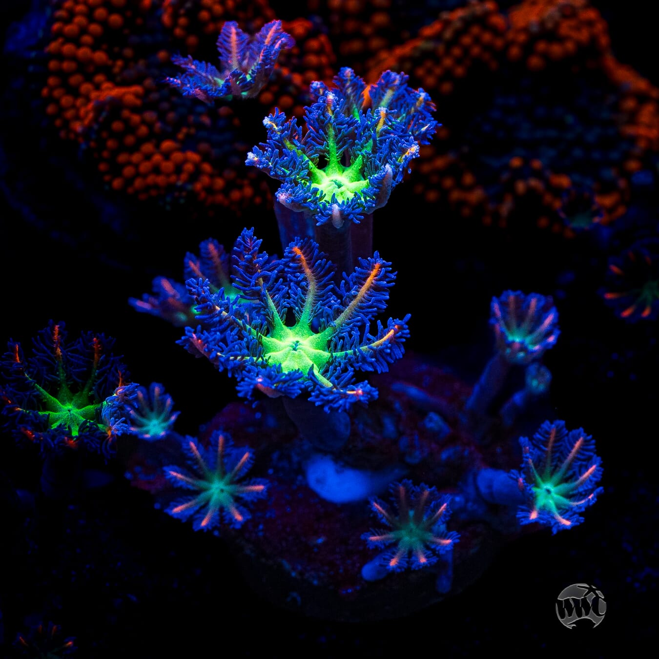 WWC Firework Clove Polyps