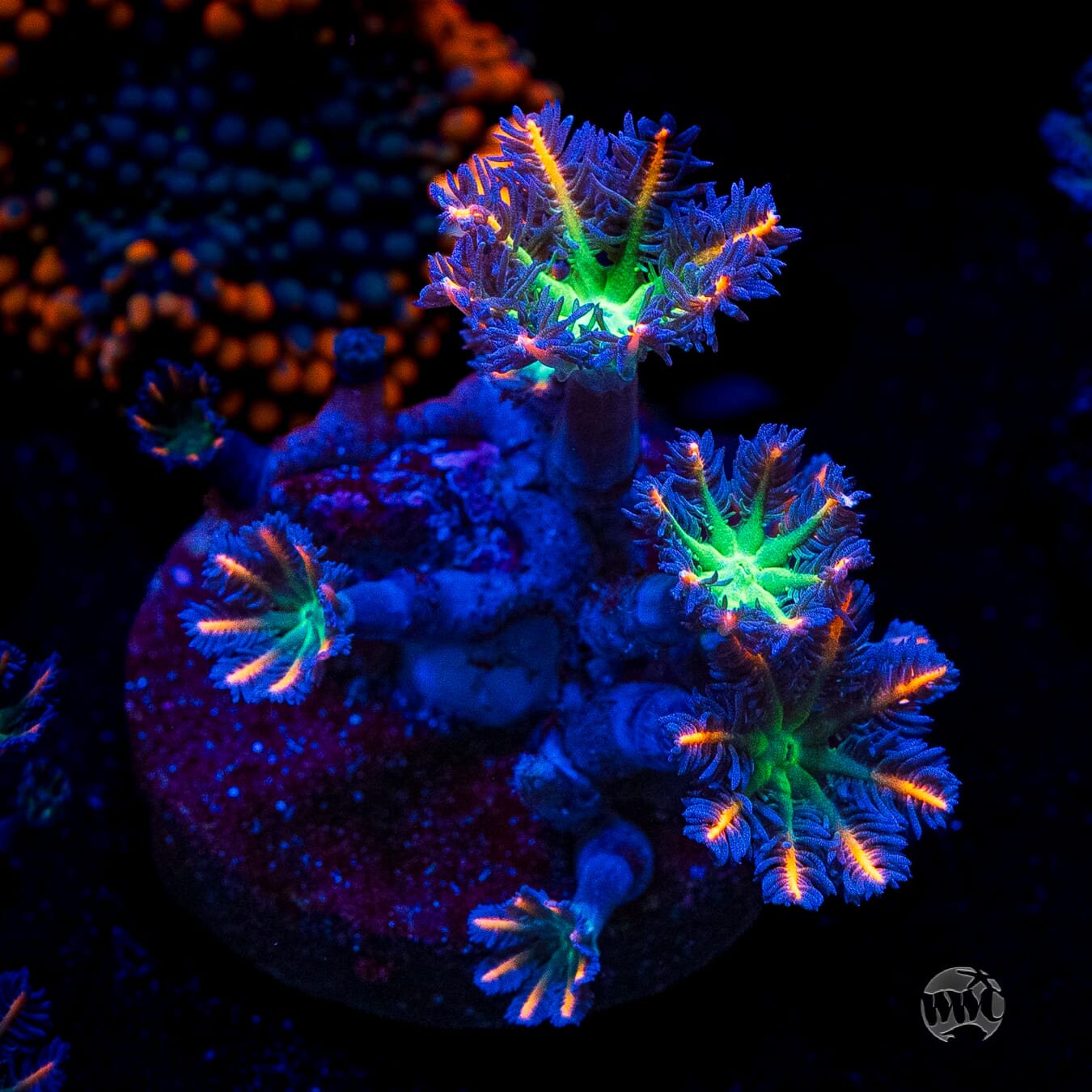 WWC Firework Clove Polyps