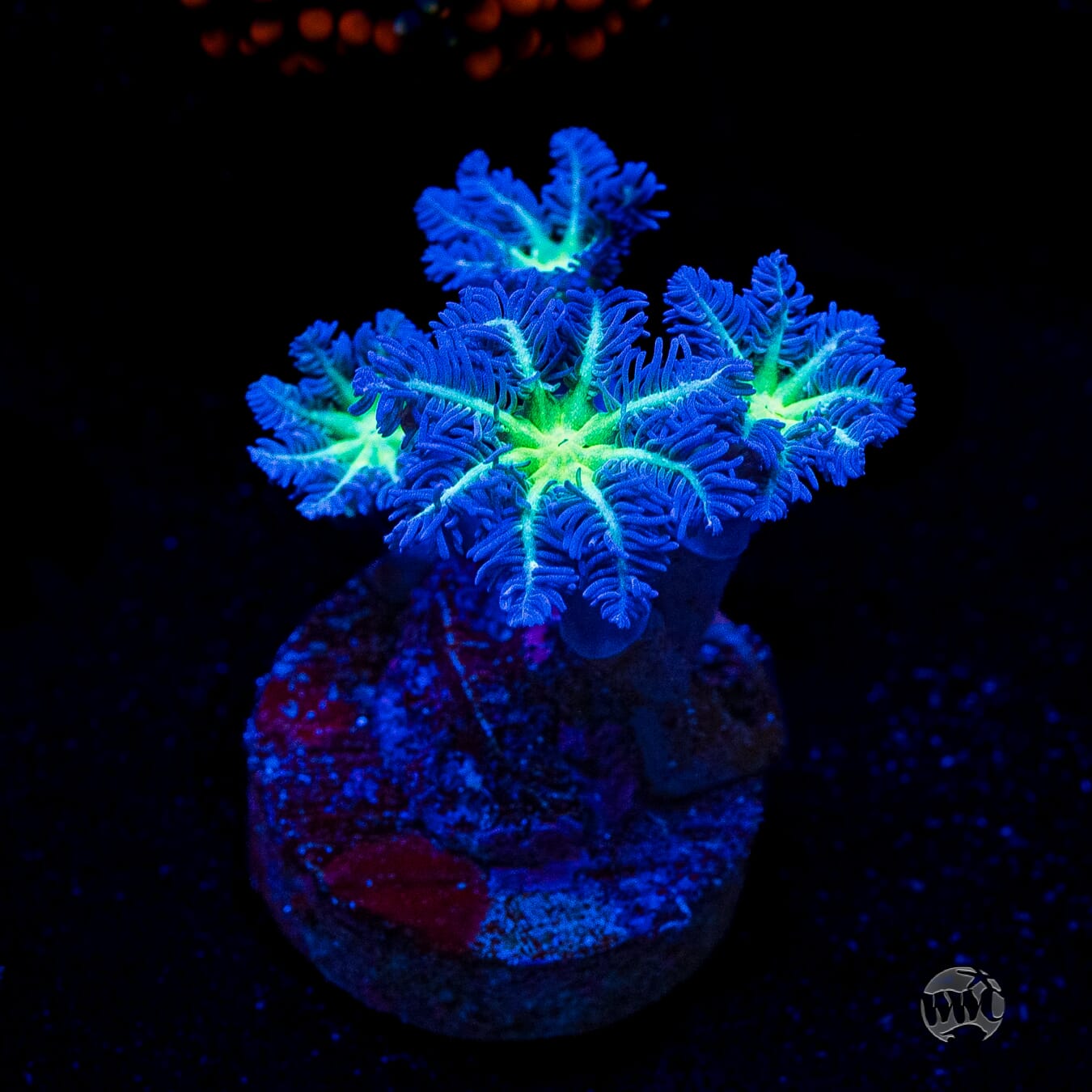 Neon Clove Polyps