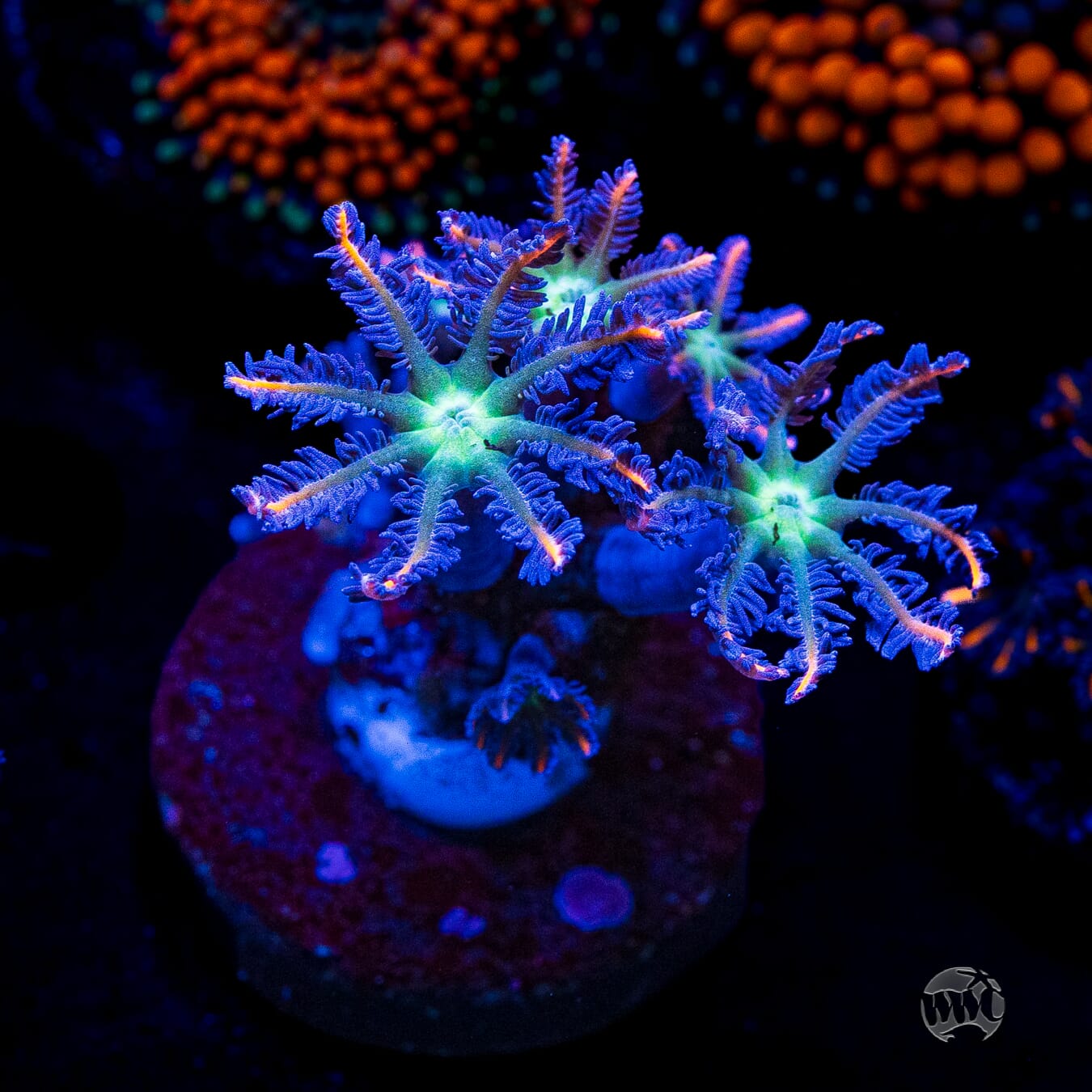 WWC Florida Squeeze Clove Polyps