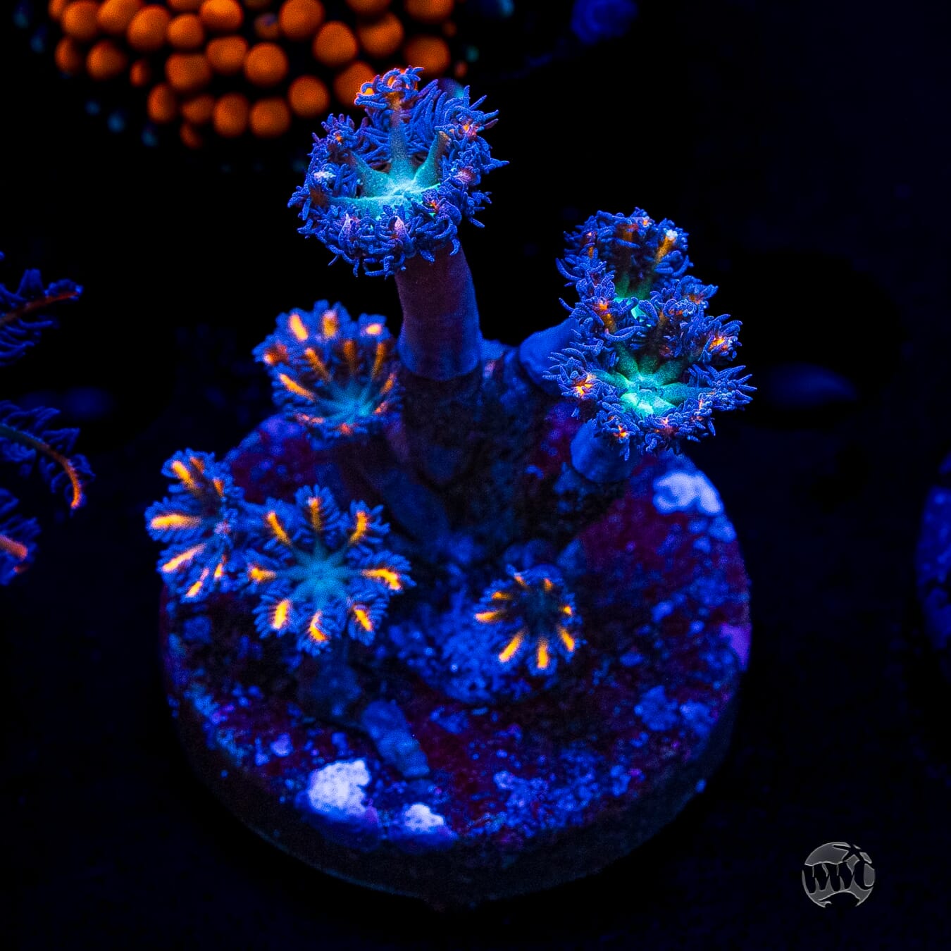 WWC Florida Squeeze Clove Polyps