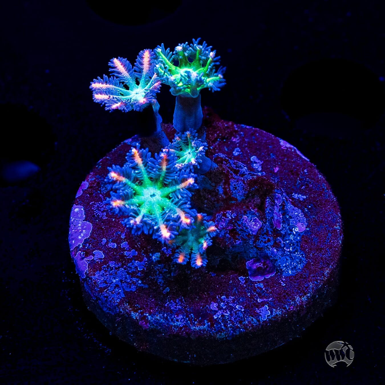 WWC Firework Clove Polyps