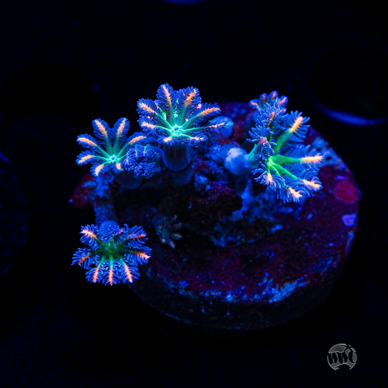 WWC Firework Clove Polyps