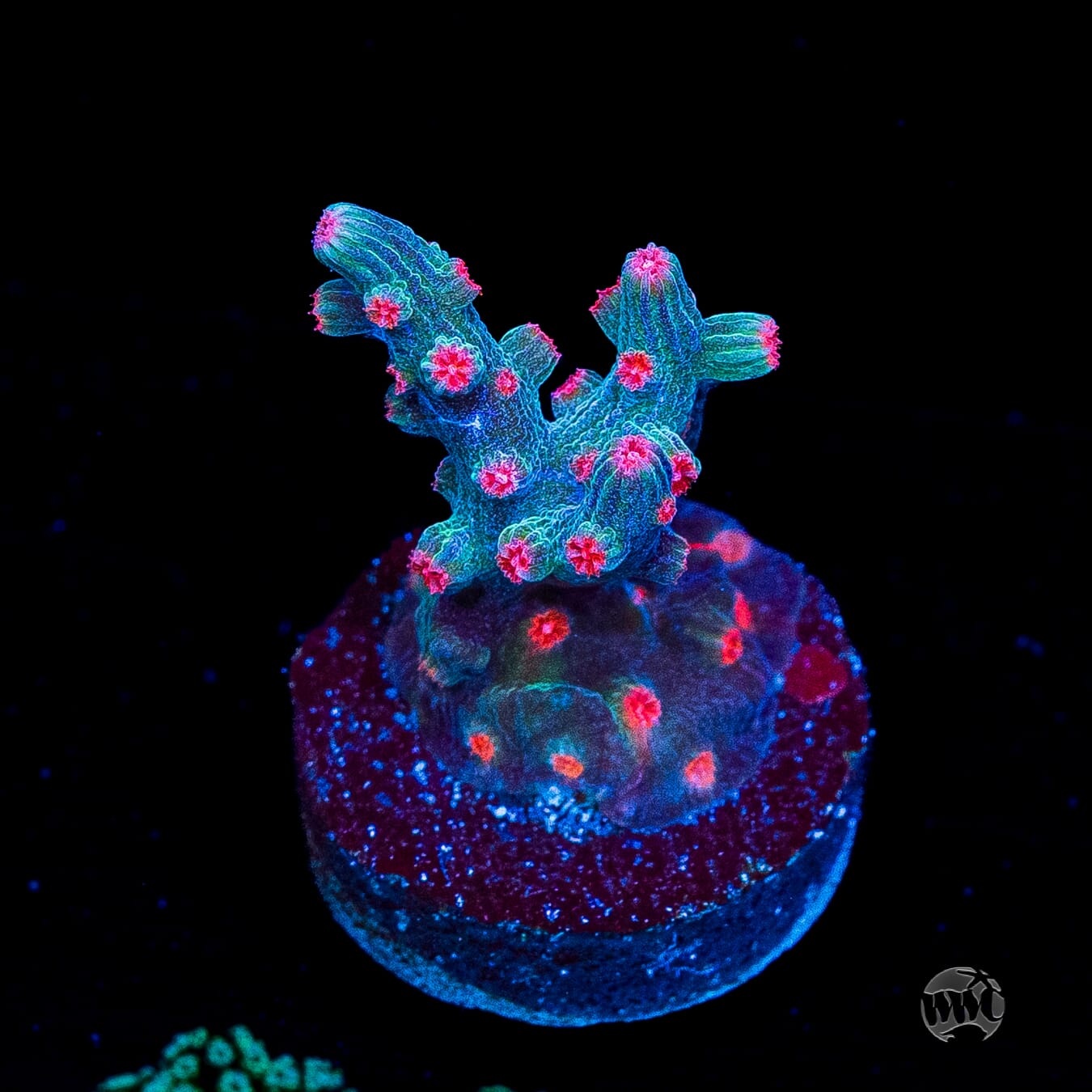 WWC Prismatic Branching Cyphastrea