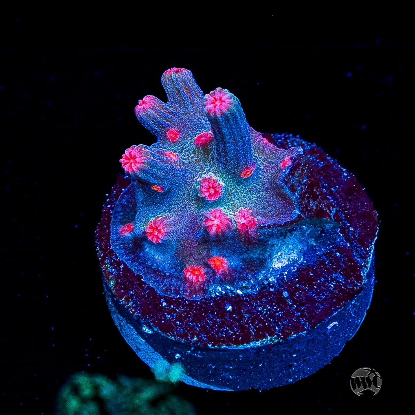 WWC Prismatic Branching Cyphastrea