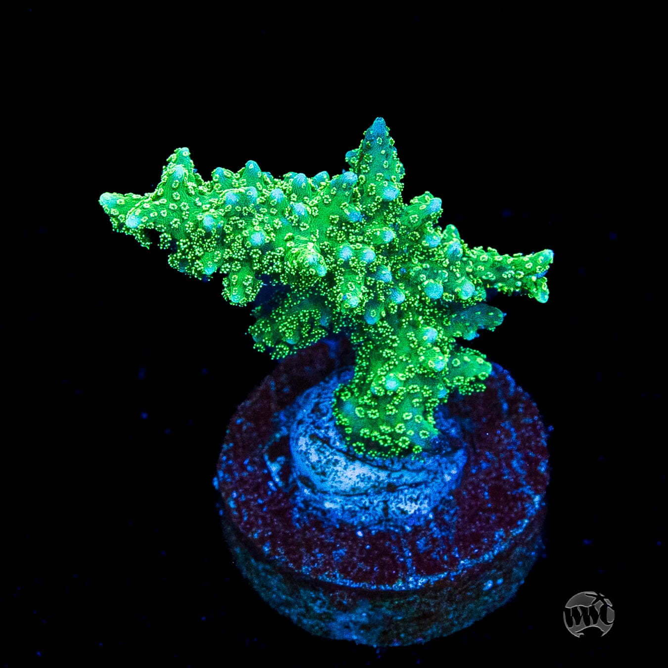 RF Jade Dragon Birdsnest