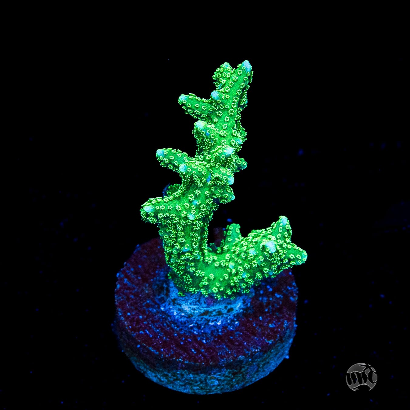 RF Jade Dragon Birdsnest