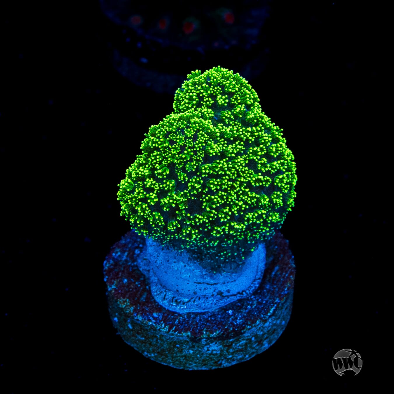 WWC Green Goblin Stylophora