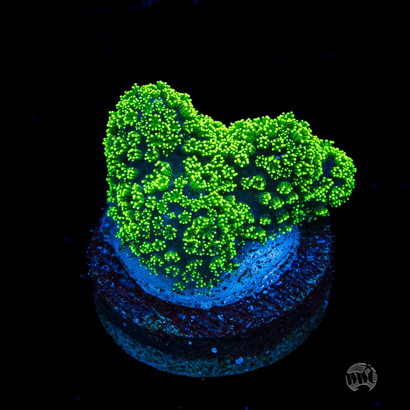 WWC Green Goblin Stylophora