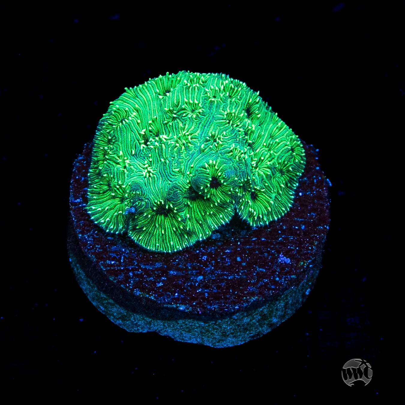 WWC Emerald Pavona