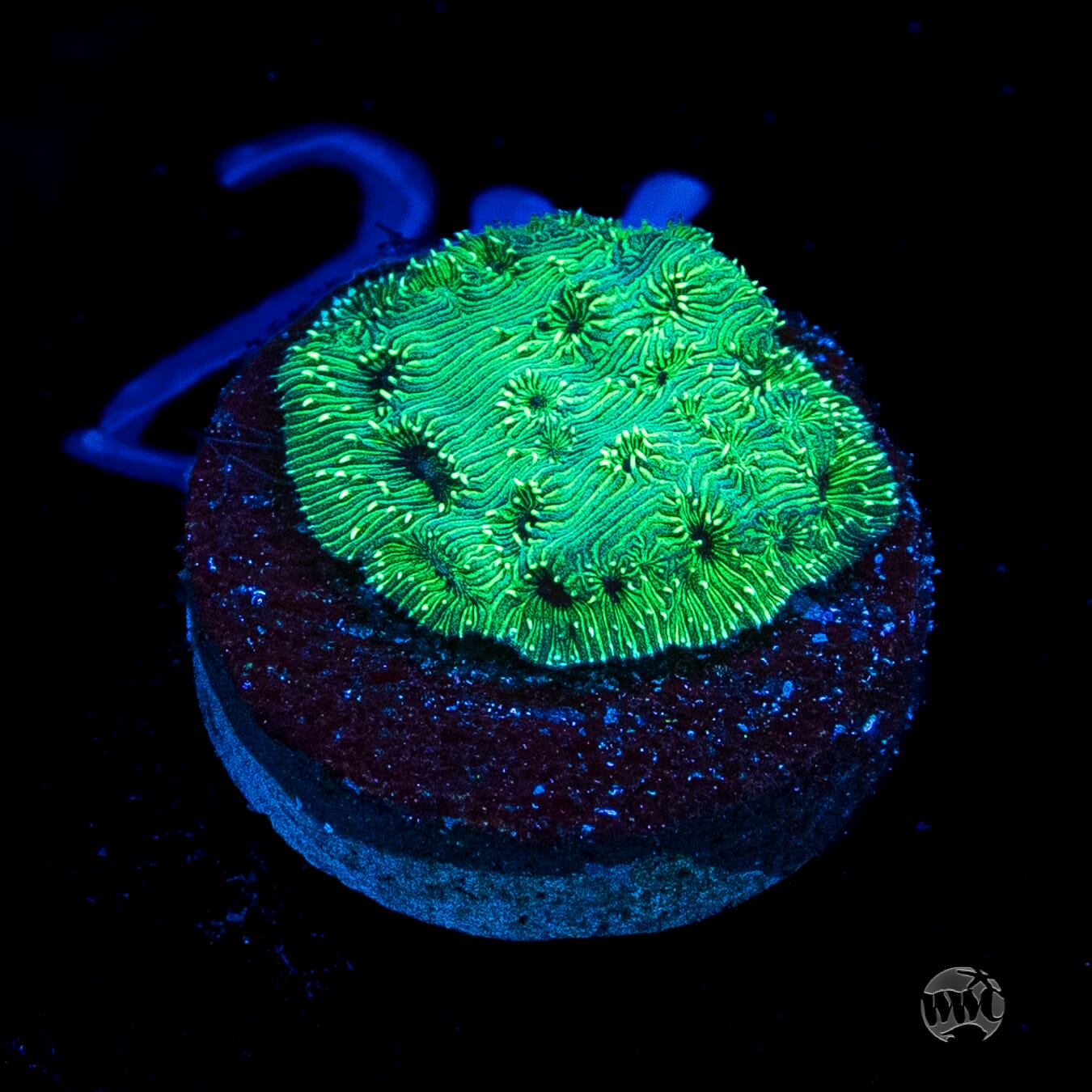 WWC Emerald Pavona