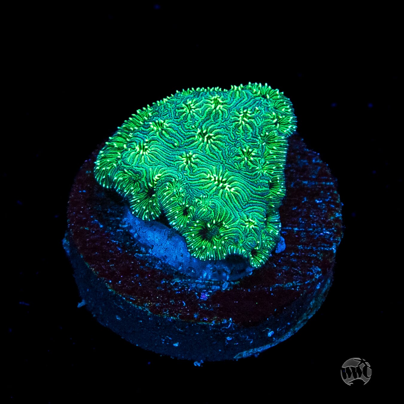 WWC Emerald Pavona