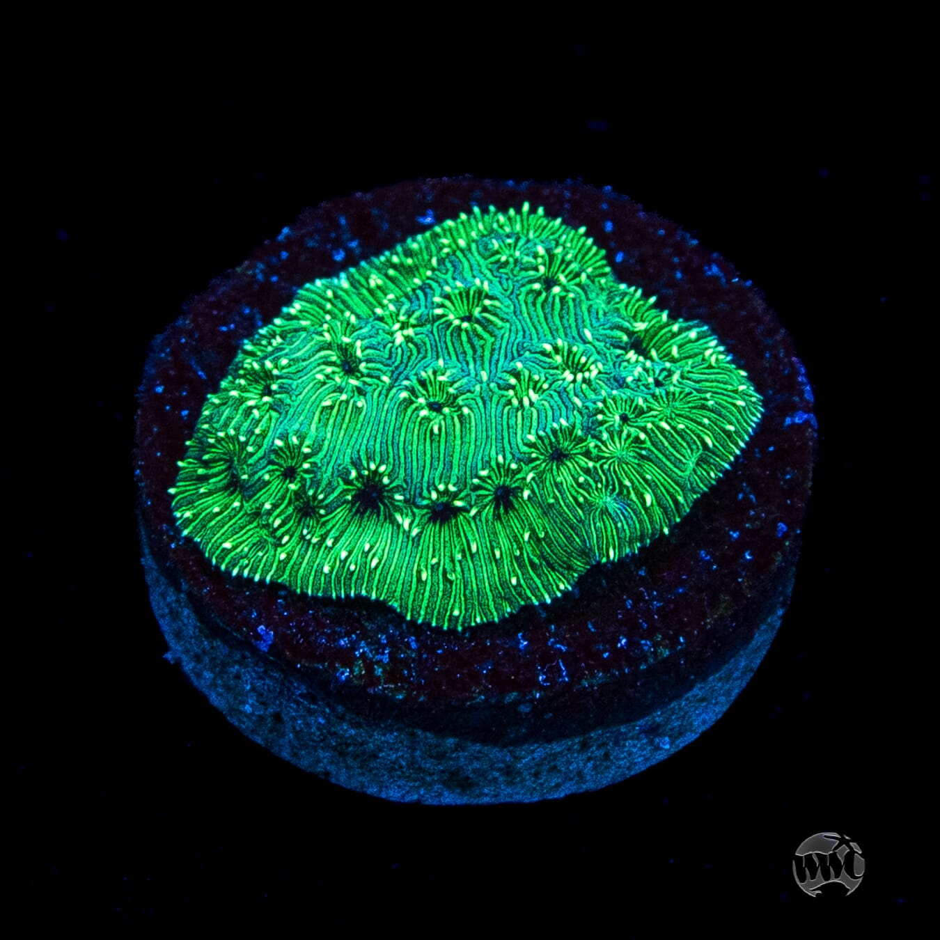 WWC Emerald Pavona