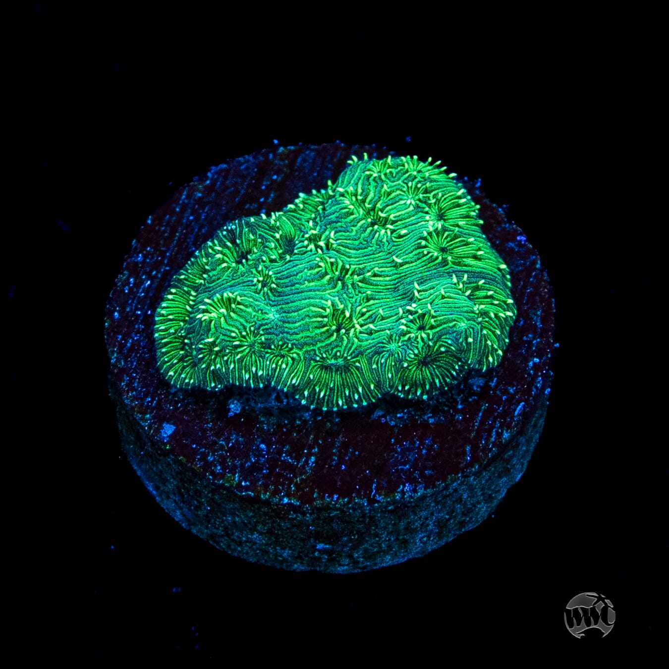 WWC Emerald Pavona