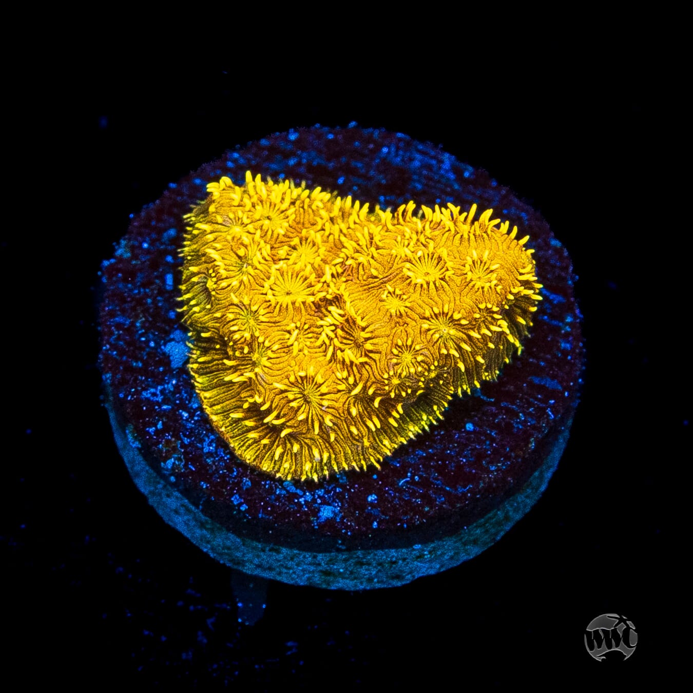 WWC Golden Pavona