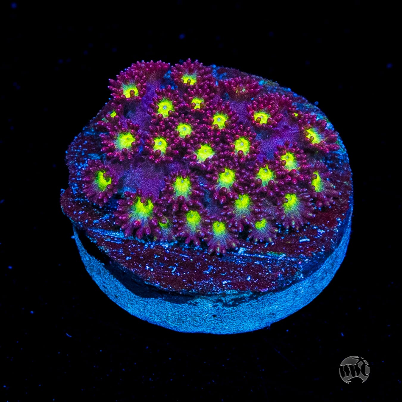 WWC Fruit Loopz Micro Goniopora