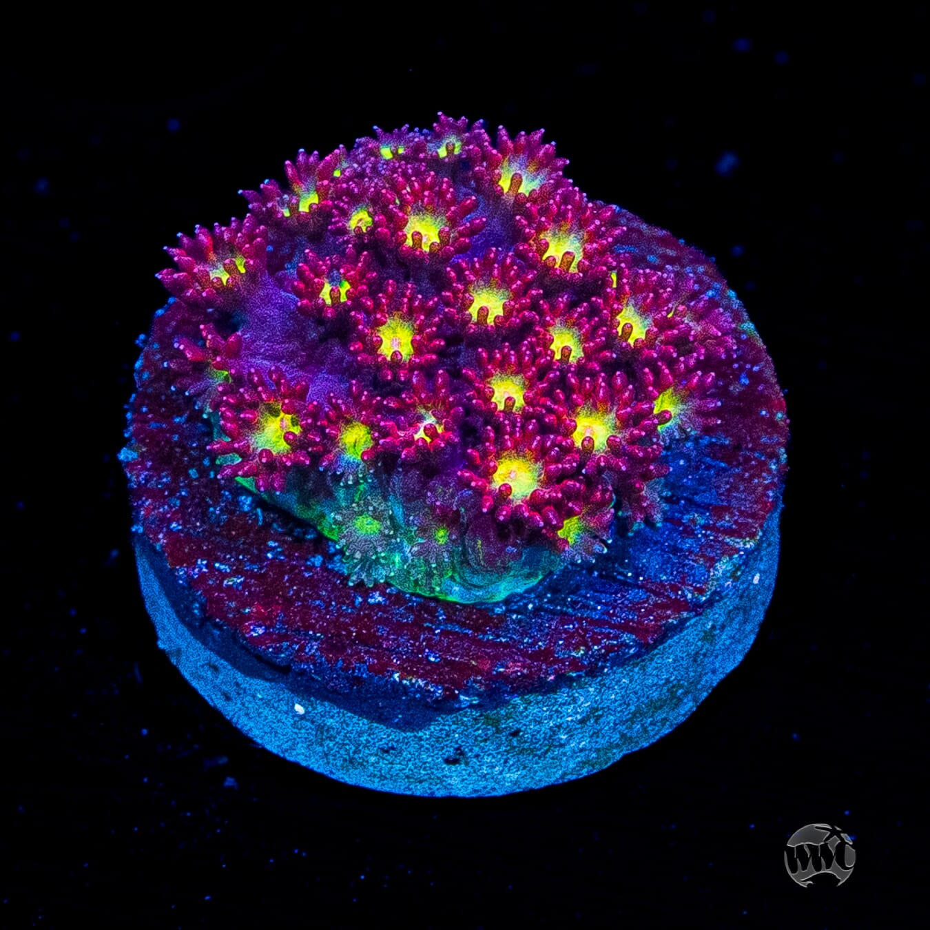 WWC Fruit Loopz Micro Goniopora