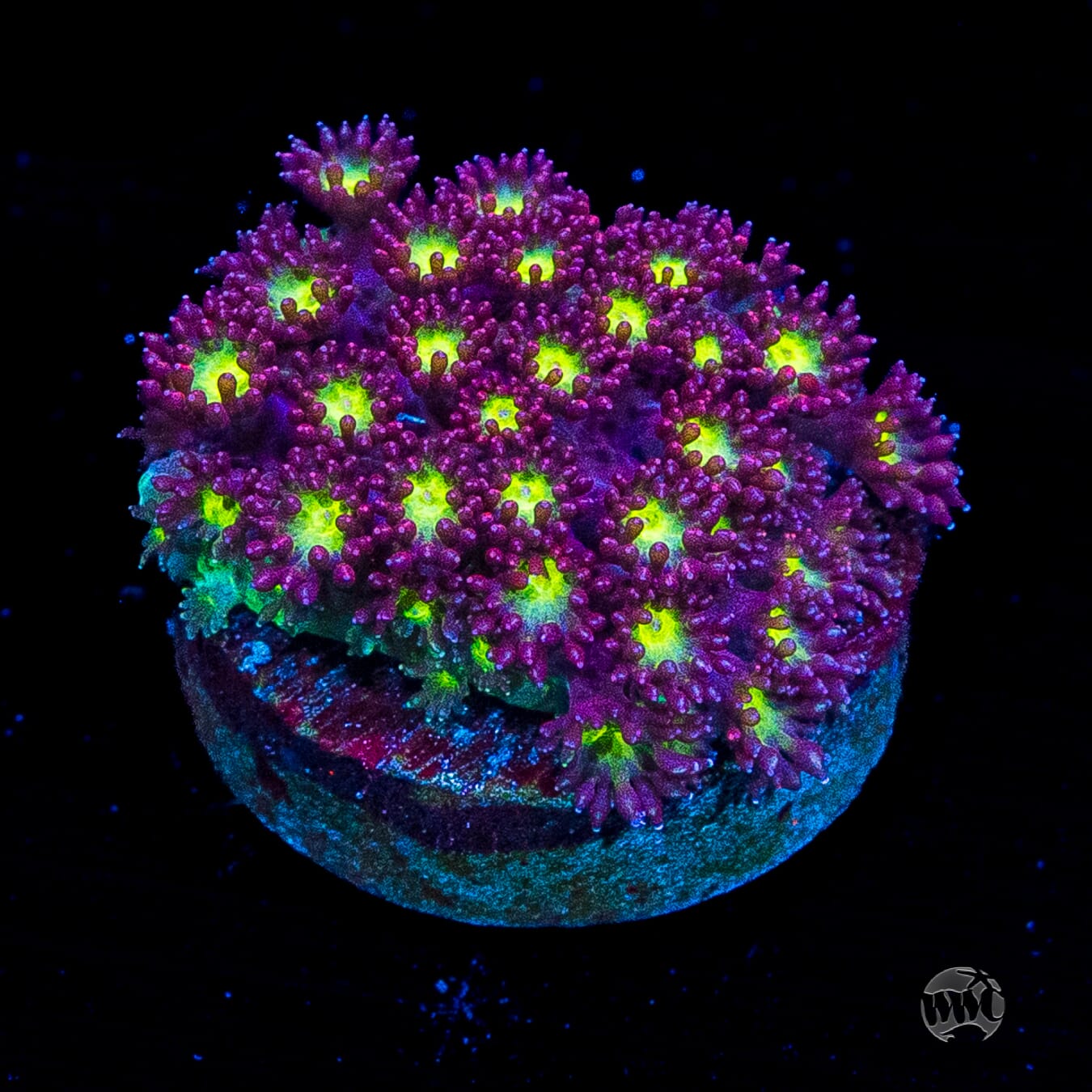 WWC Fruit Loopz Micro Goniopora