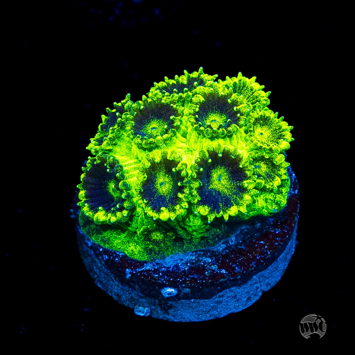 WWC Mint Chip Plesiastrea