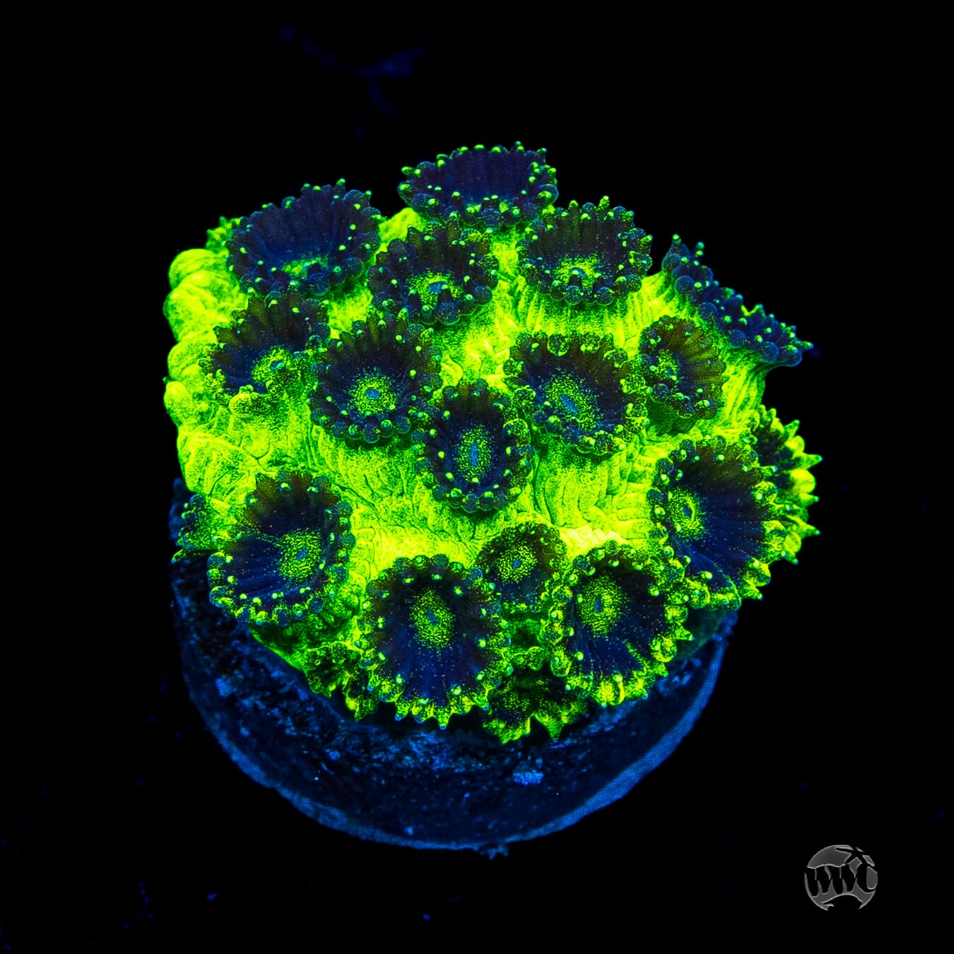 WWC Mint Chip Plesiastrea