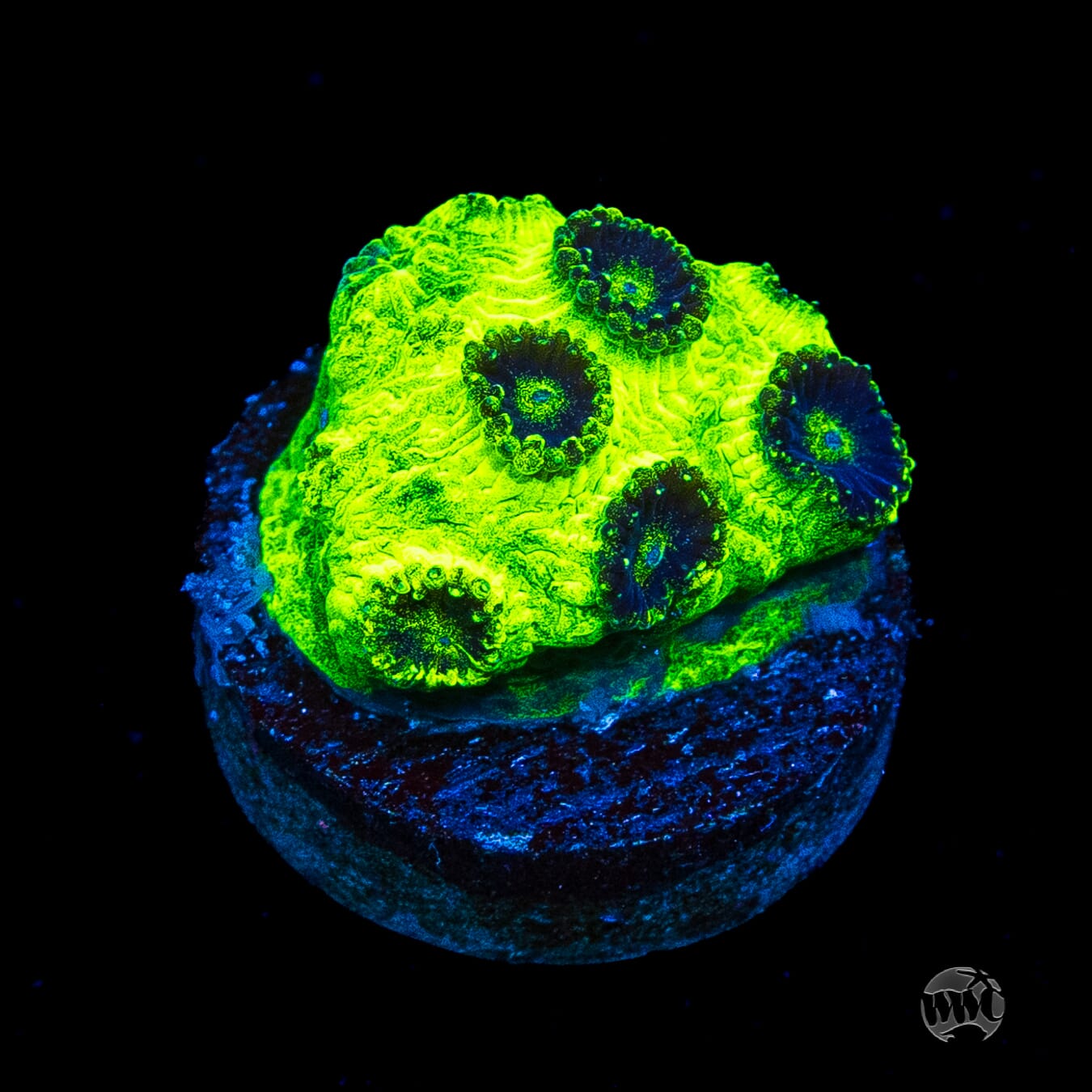 WWC Mint Chip Plesiastrea
